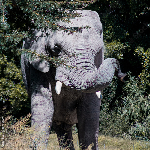 elefante caminando moviendo su trompa photo