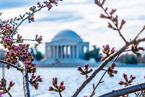 Pre-Bloom Cherry Blossoms in Washington DC photo