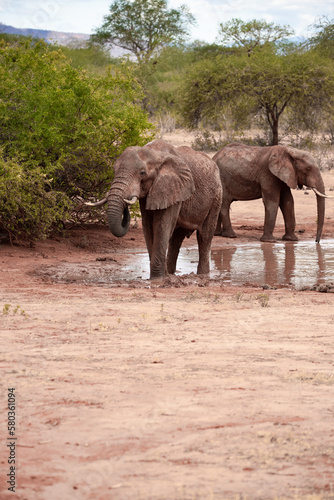 A herd of elephants at the waterhole drinking and splashing themselves with mud at the waterhole. Beautiful Red Elephant with red soil in Tsavo National Park in Kenya, East Africa