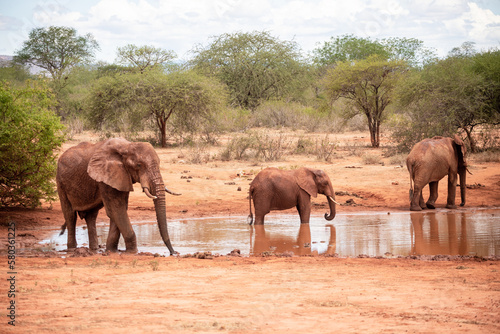 Elephant in the savanna. Elephant herd  group roams through Tsavo National Park. Landscape shot at the waterhole in Kenya Africa