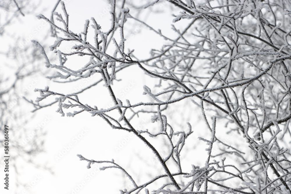 hoar frost on small branches with white sky background