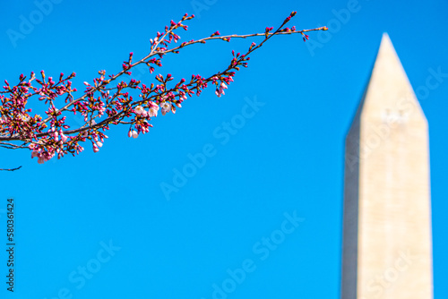 Washington Monument through Pre-Bloom Cherry Blossoms in Washington DC