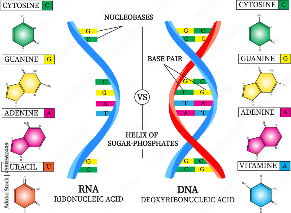 vector image of differences between RNA and DNA. Stock Vector | Adobe Stock