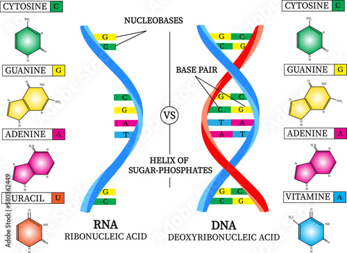 vector image  of differences between RNA and DNA. 
