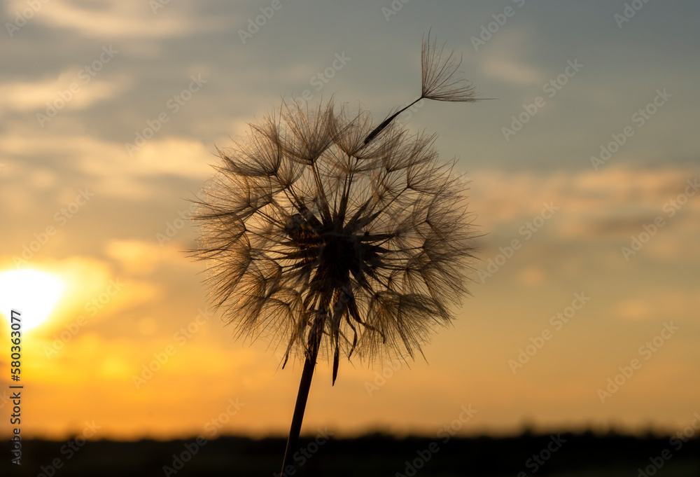 Dandelion against the backdrop of the setting sun close-up. Nature and flower botany