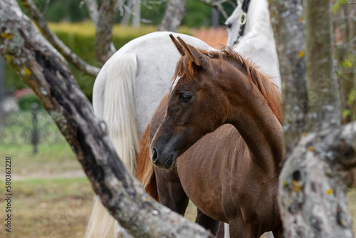 Young pretty arabian horse foal and his mother on summer background  portrait closeup