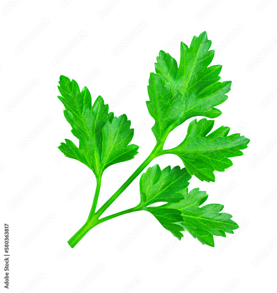 Parsley isolated on a white background. Fresh green vitamin parsley herb  closeup.