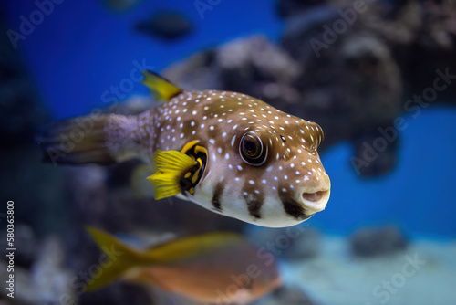 White-spotted puffer (Arothron hispidus) in an aquarium. photo