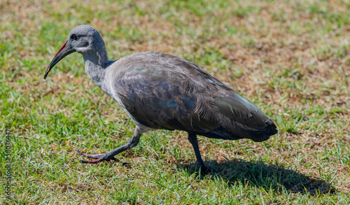 Ibises also called spoonbills at Sea Point Promenade in Cape Town South Africa