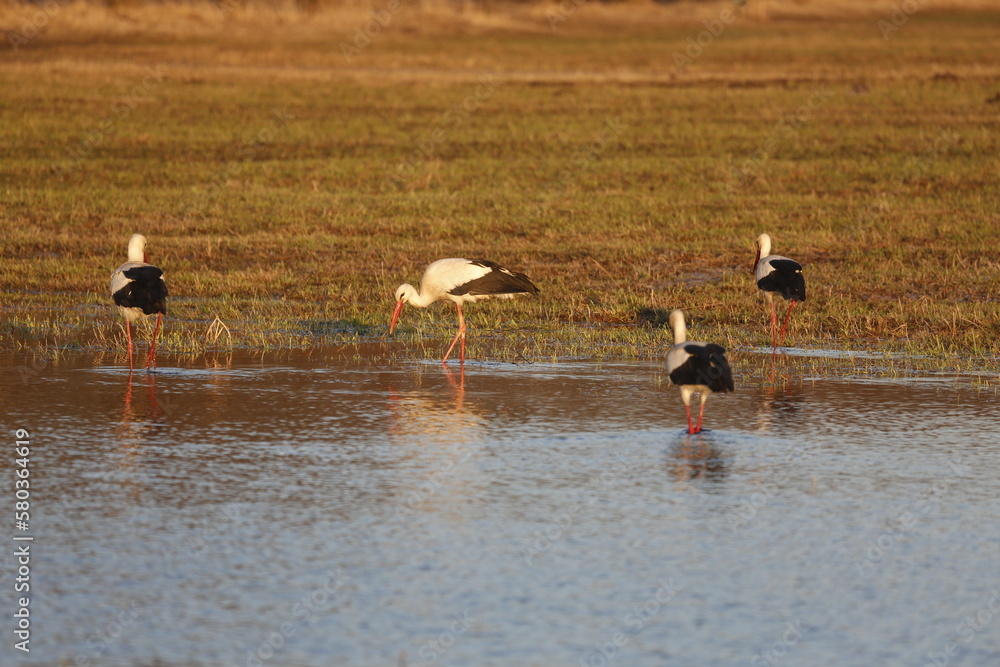 Storks searching for food in pond