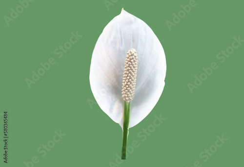 Isolated white aracear flower or peace lily flower with clipping paths.