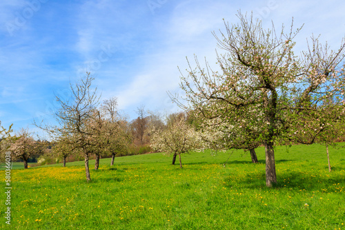 Apple orchard with blossoming apple trees at spring