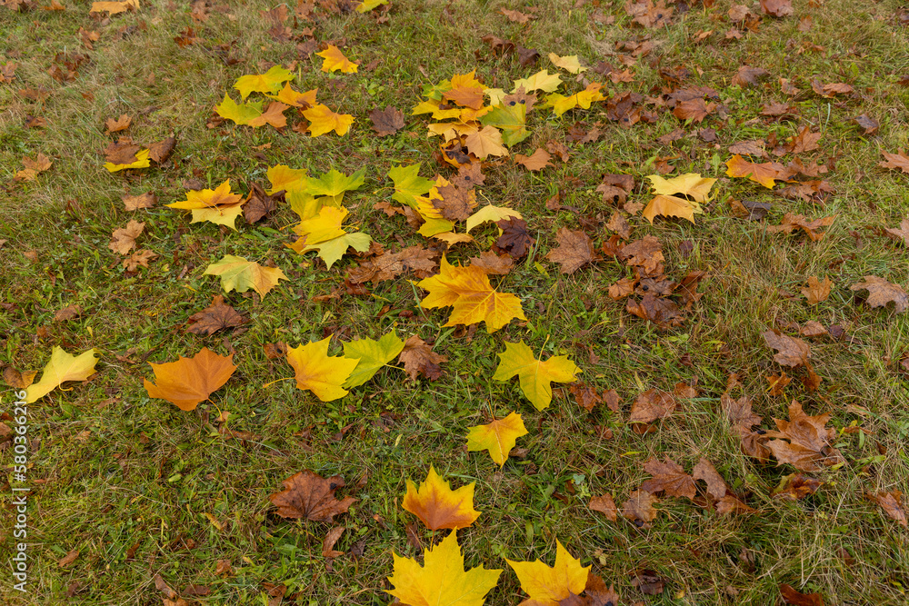 cloudy weather in late autumn with yellowed fallen leaves cloudy weather in late autumn with yellowed fallen leaves