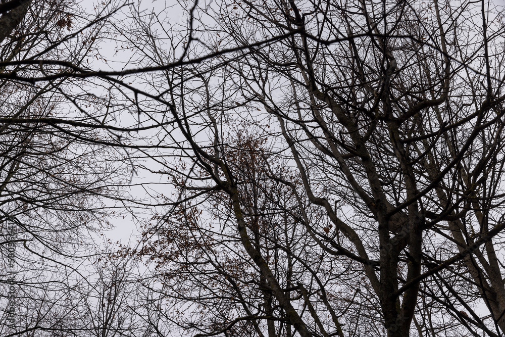 Bare trees in the autumn season Bare trees in the autumn season