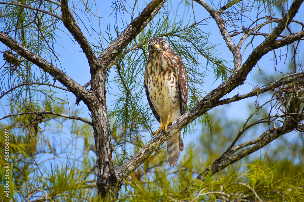 red shouldered hawk perched in a tree red shouldered hawk perched in a tree