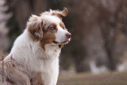 Fototapeta Naklejka Na Ścianę i Meble -  Australian Shepard dog 