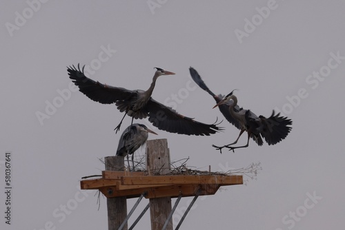 Great Blue Herons