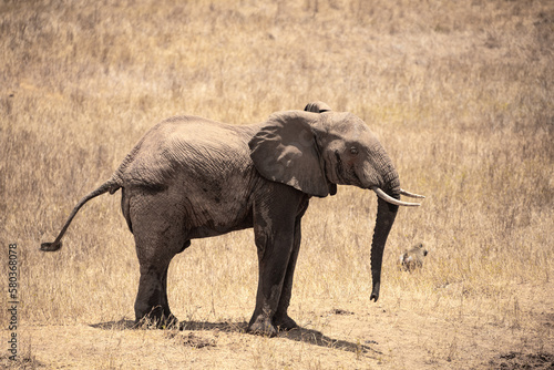 A herd of elephants tries to drive away wild dogs at the waterhole. Fighting scene at the waterhole  red elephants in Kenya east africa