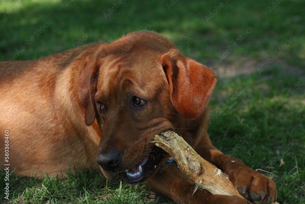 portrait of a Labrador eating a stick