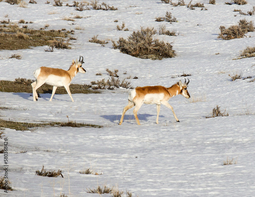 pronghorn bucks in the snow