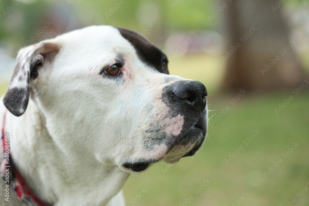 Portrait of an American Bulldog