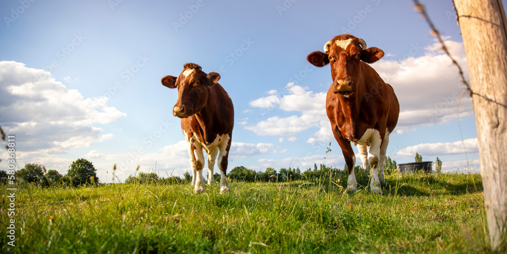 Troupeau de vaches de race Rouge des Pré dans les champs en pleine ...