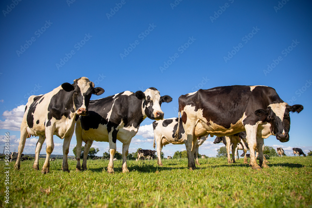 Troupeau de vache laitière en campagne.