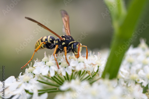 Polistes dominula - Polistes gallicus - European paper wasp - Poliste gaulois © Thomas