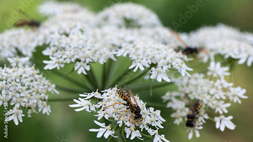 Polistes dominula - Polistes gallicus - European paper wasp - Poliste gaulois photo