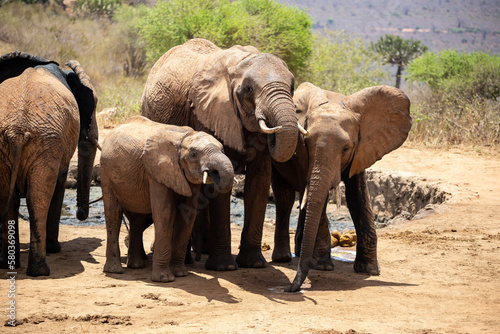 Elephant in the savanna. Elephant herd  group roams through Tsavo National Park. Landscape shot at the waterhole in Kenya Africa