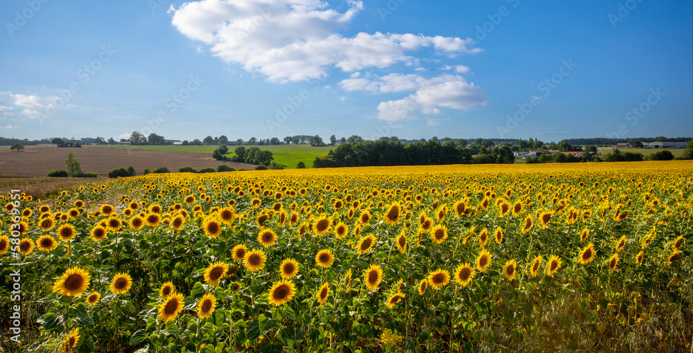 Paysage de tournesol dans les champs en campagne. Paysage de tournesol dans les champs en campagne.