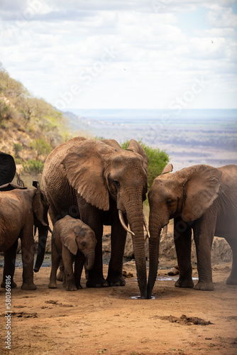 Elephant in the savanna. Elephant herd, group roams through Tsavo National Park. Landscape shot at the waterhole in Kenya Africa