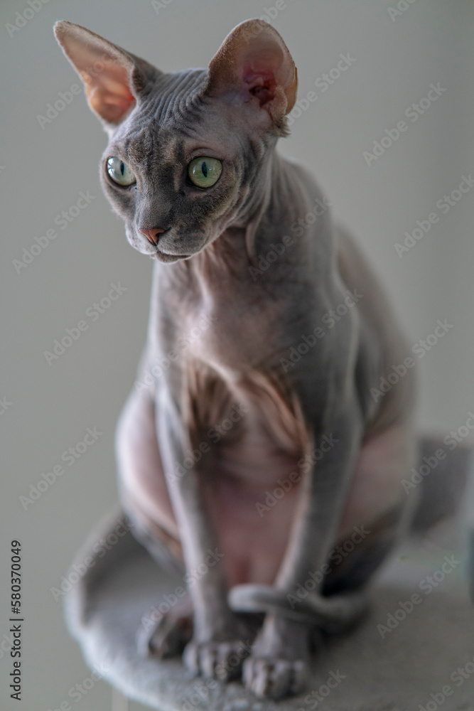 Gray sphinx cat posing