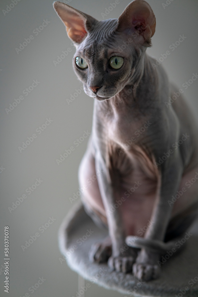 Sphinx cat, ash color.