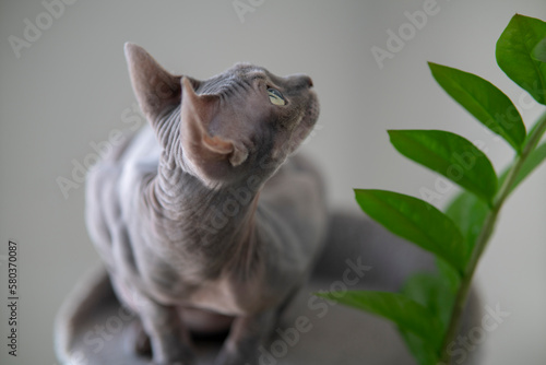 Sphinx cat, ash color.