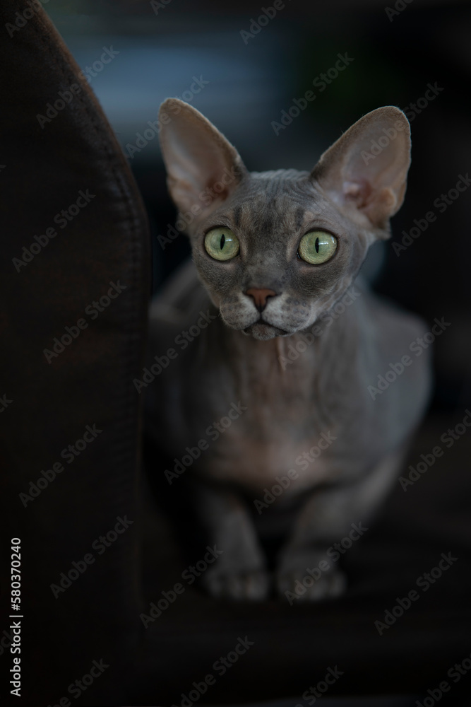 Gray cat sphinx, on a dark background Gray cat sphinx, on a dark background