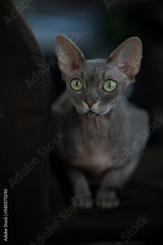 Gray cat sphinx, on a dark background