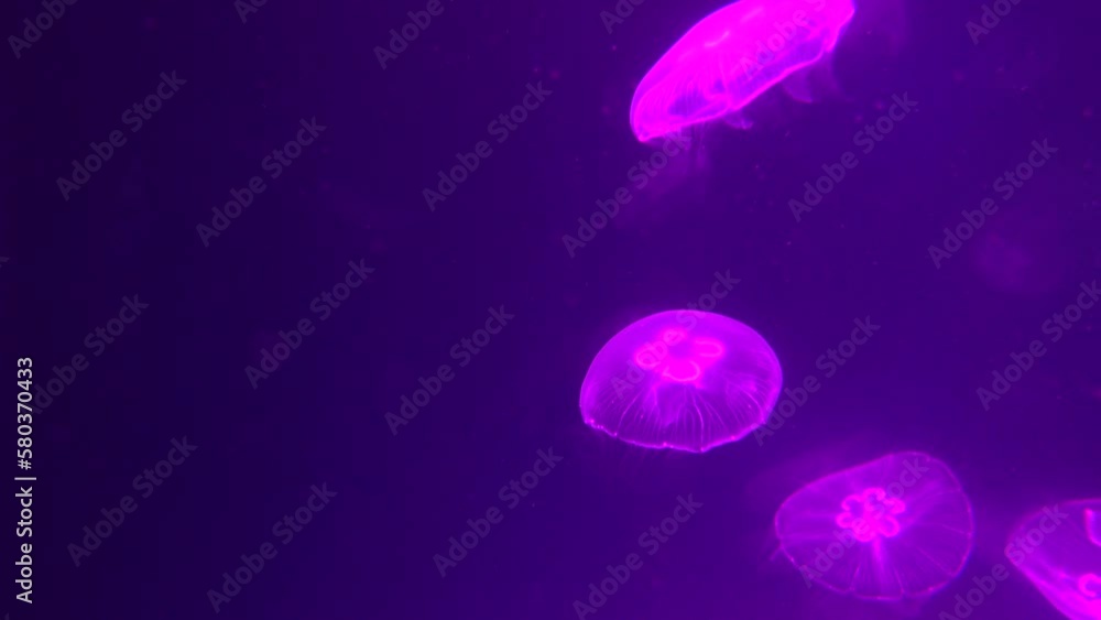 Transparent jellyfish in the water lit up with colorful lights Transparent jellyfish in the water lit up with colorful lights
