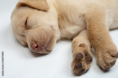 Portrait of dreaming labrador puppy