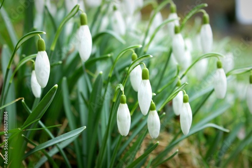 spring flowers, snowdrops, easter motifs