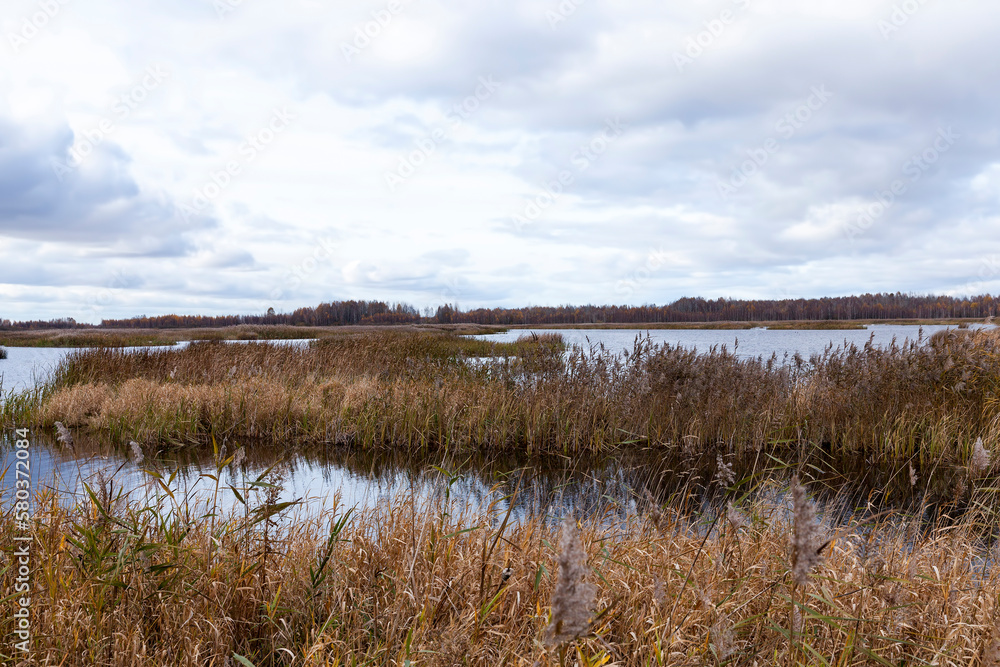 A swampy area in the autumn season A swampy area in the autumn season