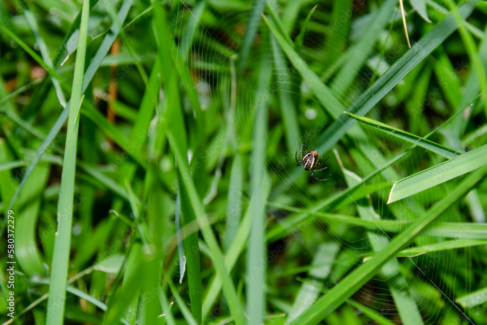 Spider, Web, Grass, Black, Orange, Yellow, Nature, Wildlife, Close-up, Detailed, Macro photography, Arachnid, Garden Spider, Web, Grass, Black, Orange, Yellow, Nature, Wildlife, Close-up, Detailed, Macro photography, Arachnid, Garden
