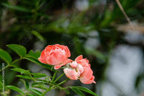 Rose, background rose, Flower, Petals, Macro photography, Botanical, Nature, Wildlife, Close-up, Detailed, 