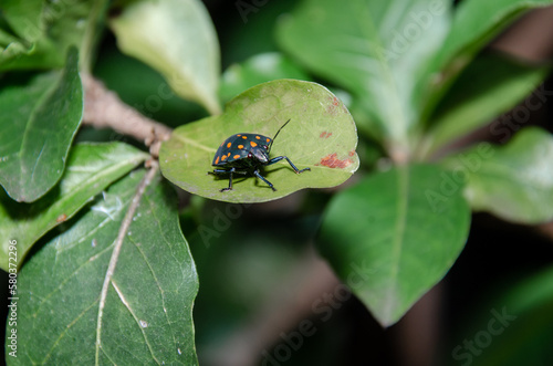 pachycoris torridus, Insect, Bug, Macro photography, Green leaf, Nature, Wildlife, Close-up, Detailed, Vibrant colors, Creepy crawlies, Exotic species