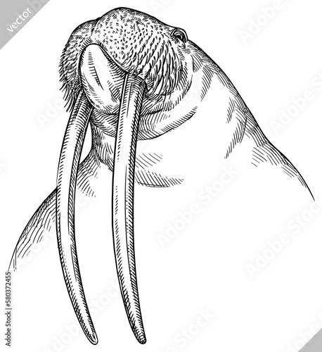 Vintage engrave isolated walrus set illustration ink sketch. Sea seal background arctic vector art