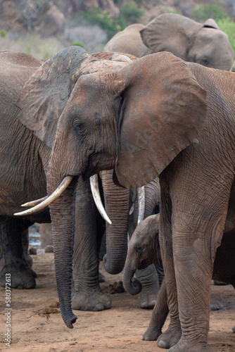 A herd of elephants at the waterhole drinking and splashing themselves with mud at the waterhole. Beautiful Red Elephant with red soil in Tsavo National Park in Kenya  East Africa