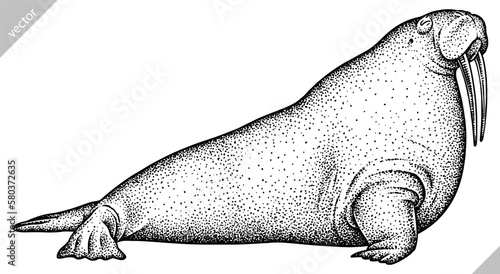 Vintage engrave isolated walrus set illustration ink sketch. Sea seal background arctic vector art