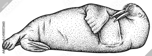 Vintage engrave isolated walrus set illustration ink sketch. Sea seal background arctic vector art