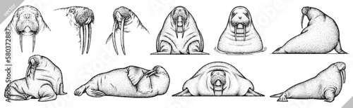 Vintage engrave isolated walrus set illustration ink sketch. Sea seal background arctic vector art
