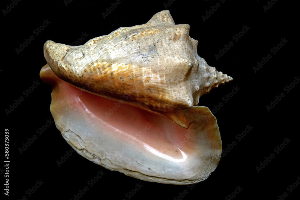 Large shell of the oceanic cephalopod strombus king